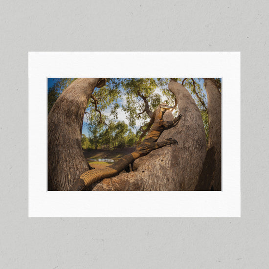 81B Lace Monitor Matte Print