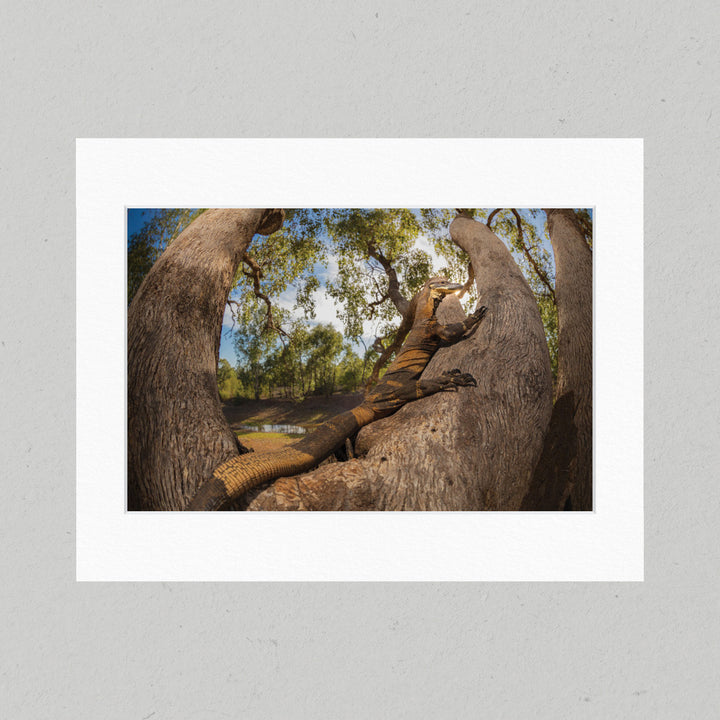 81B Lace Monitor Matte Print