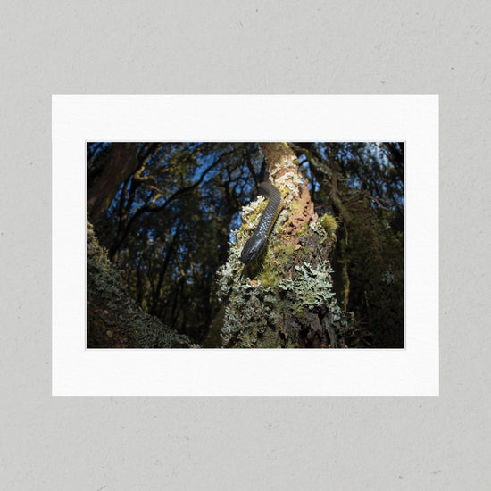 86C Tiger in the Trees Matte Print