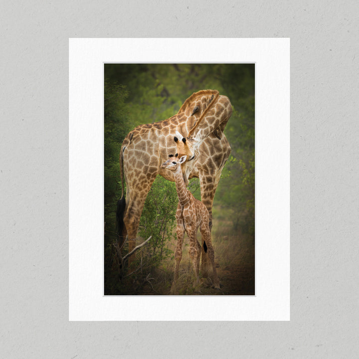05 Mother Giraffe Matte Print