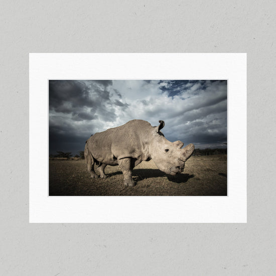 08 Sudan the Northern White Rhino Matte Print