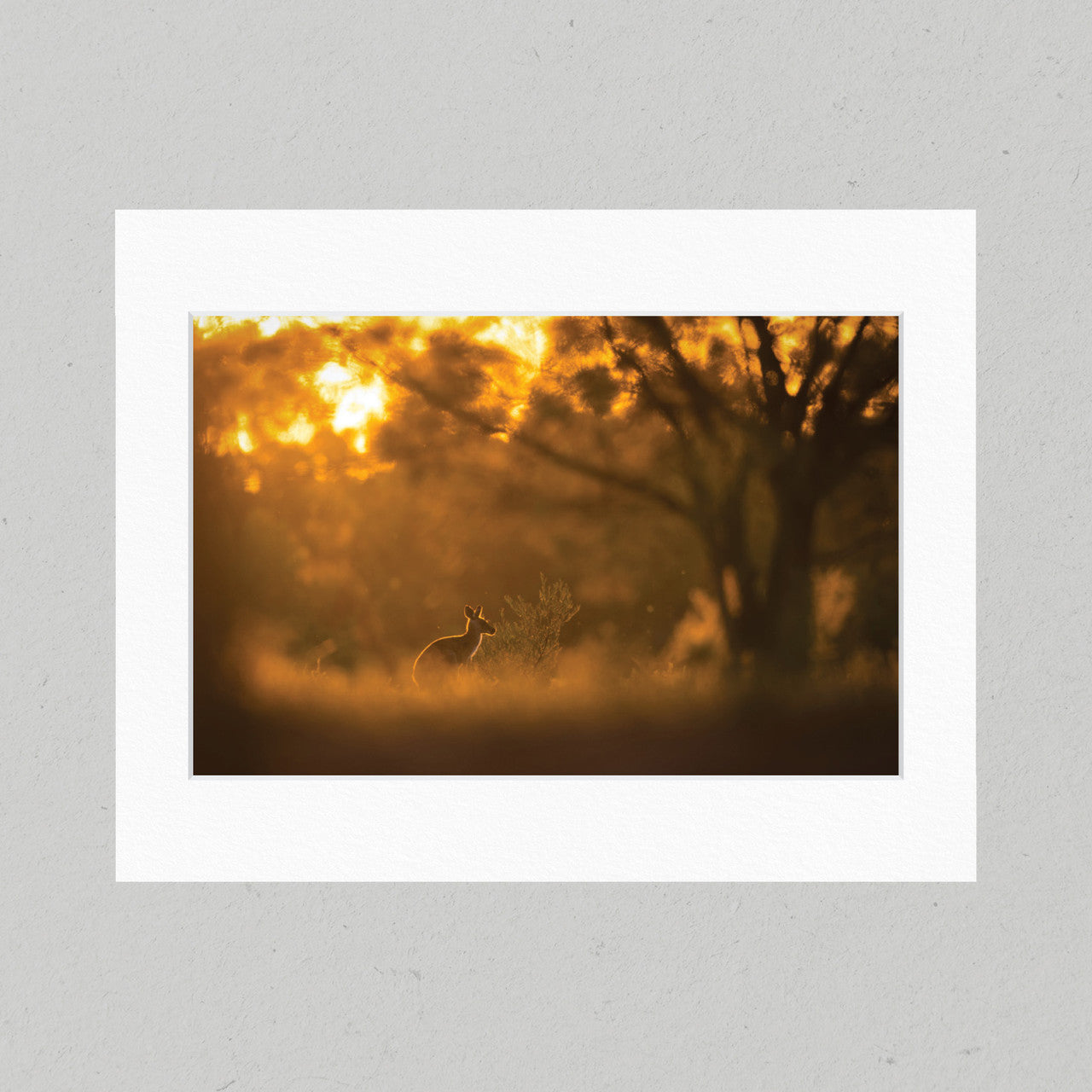 Kangaroo Sunset 31GL Matte Print