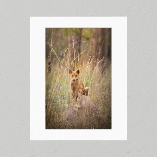 12 Dingo on the Lookout Matte Print