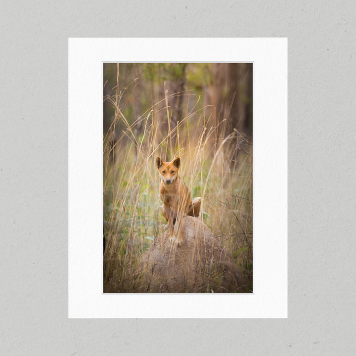 12 Dingo on the Lookout Matte Print