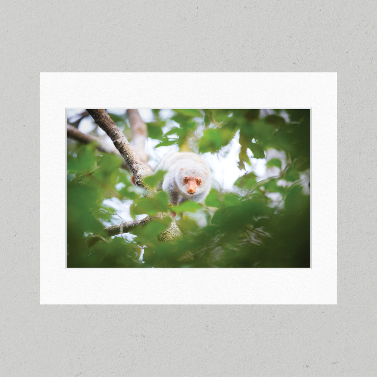 18 Spotted Cuscus Matte Print