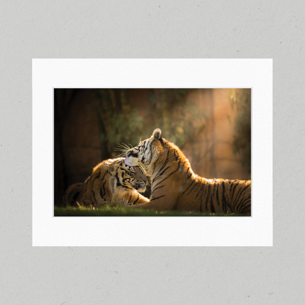 Tiger Love 28GL Matte Print