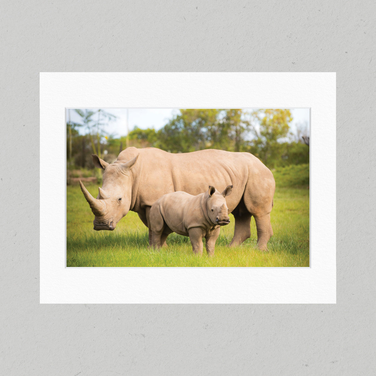 Kingston the Rhino 24GL Matte Print