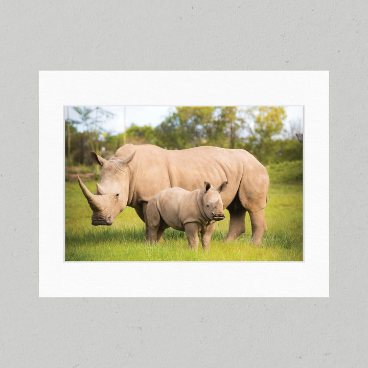 29 Kingston the Rhino Matte Print