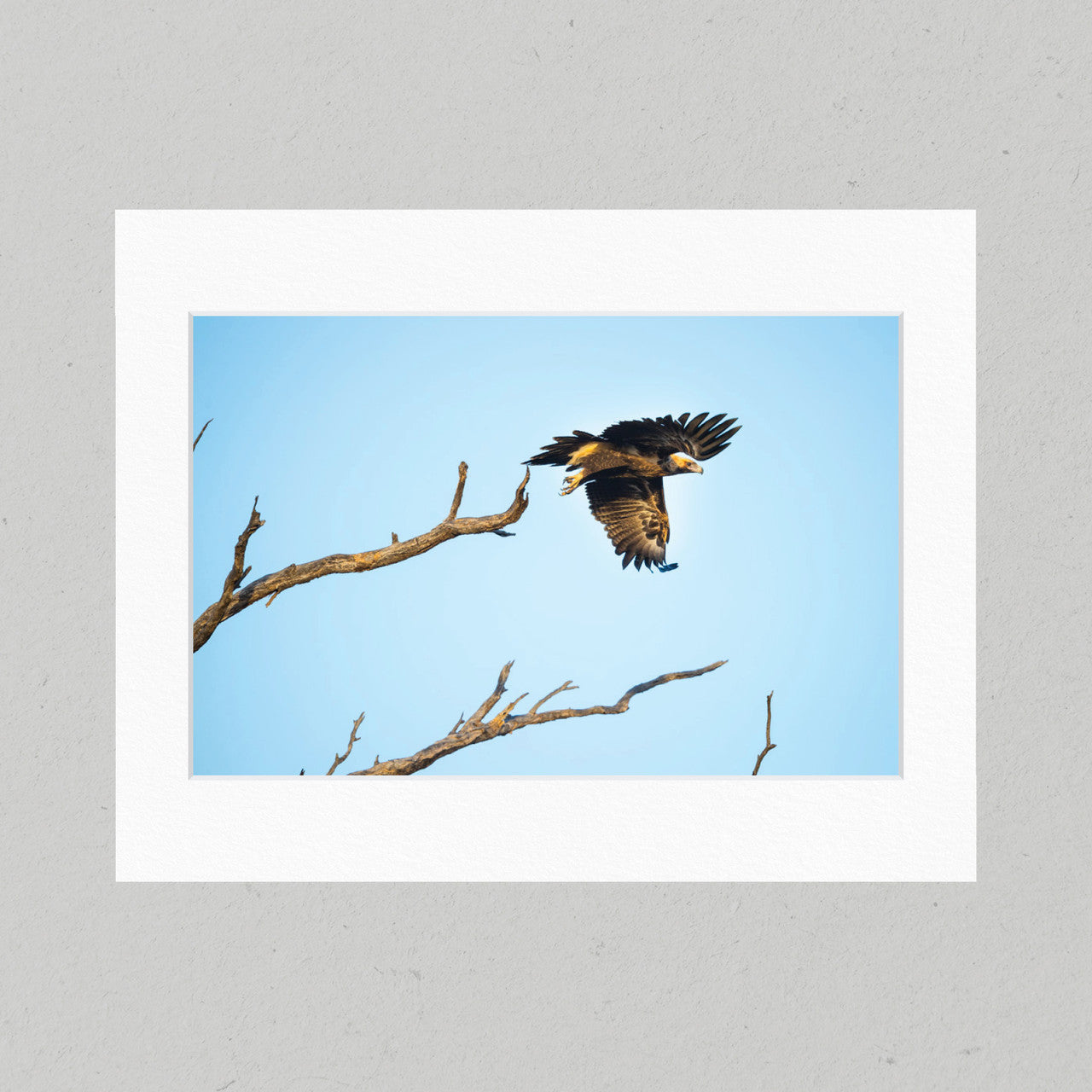 33 Wedge-tailed Eagle Flying Matte Print