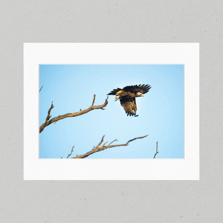 33 Wedge-tailed Eagle Flying Matte Print