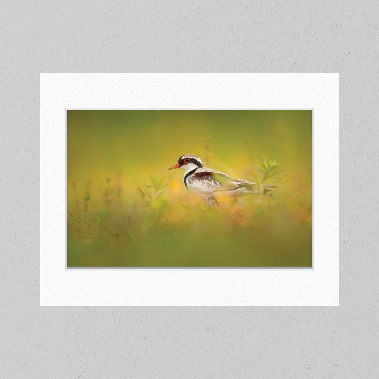38 Dotterel Camouflage Matte Print