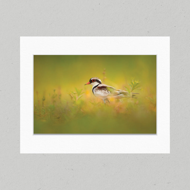 38 Dotterel Camouflage Matte Print