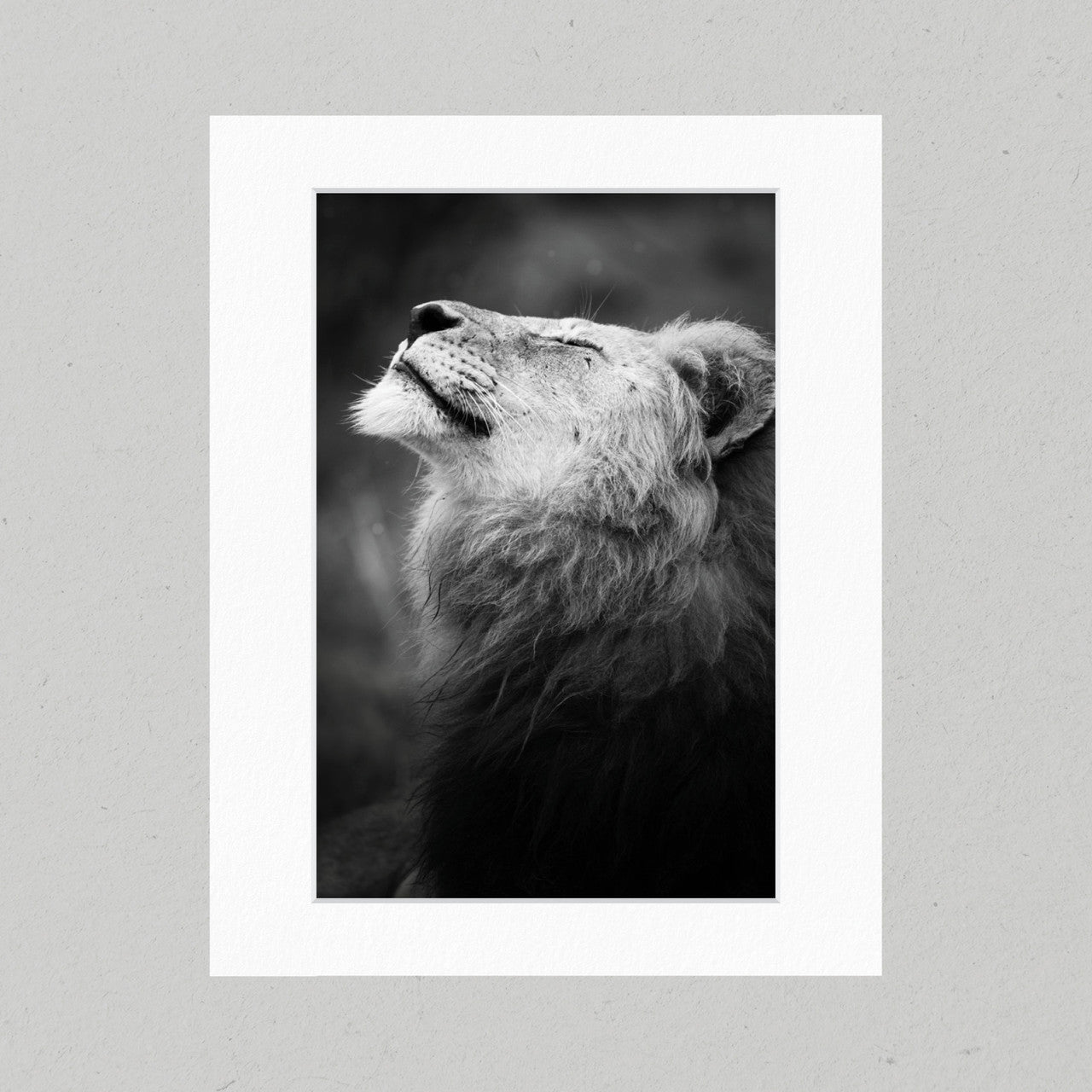 Happy Lion 03GP Matte Print