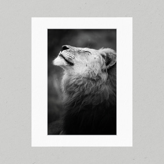 Happy Lion 03GP Matte Print
