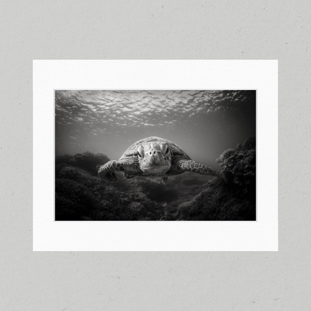 BW Green Sea Turtle 41GL Matte Print