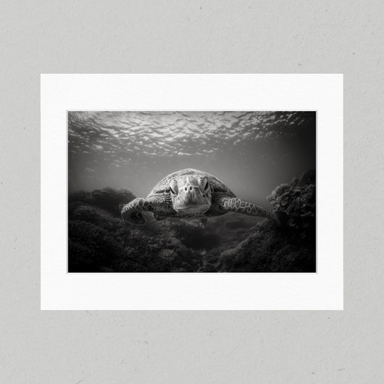 BW Green Sea Turtle 41GL Matte Print