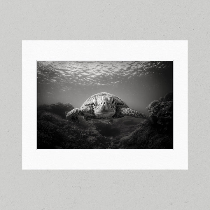 BW Green Sea Turtle 41GL Matte Print
