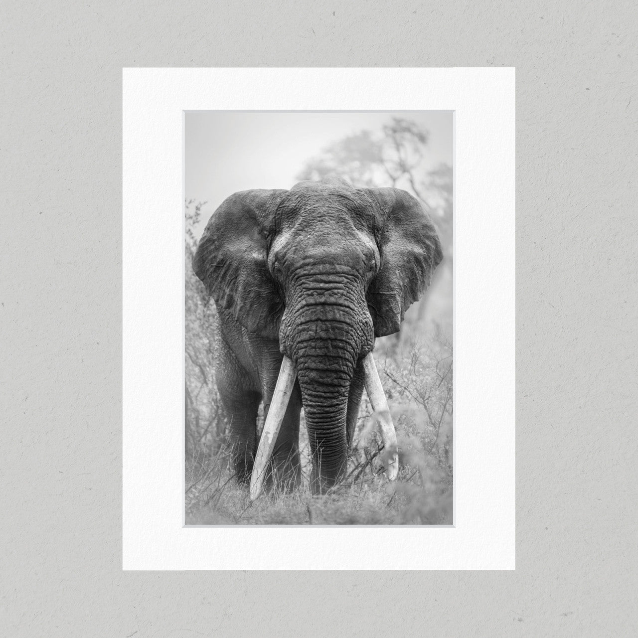 Big Tusker 13GP Matte Print