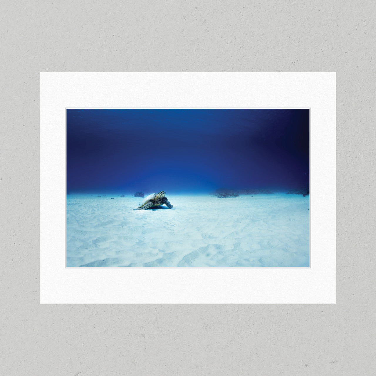 Hidden Turtle 44GL Matte Print