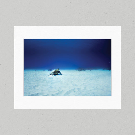 Hidden Turtle 44GL Matte Print