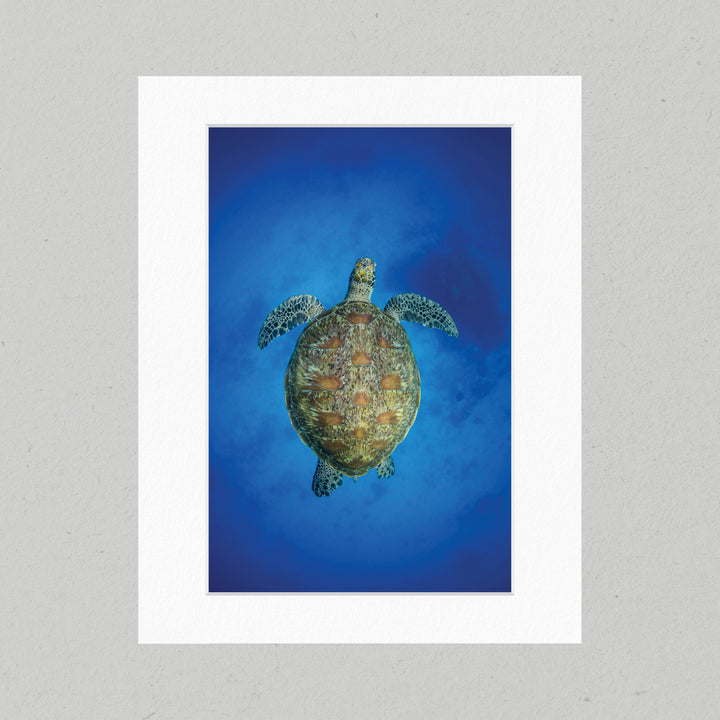 59 Green Turtle Matte Print