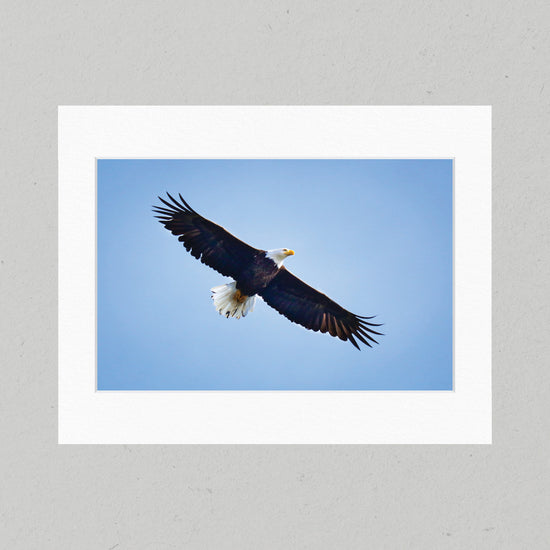 73 Free Flight Matte Print