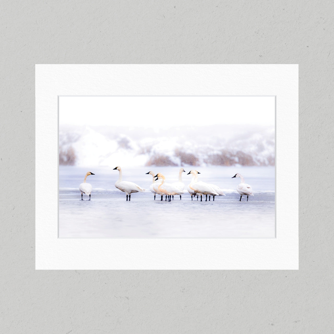 76 Tundra Swan Matte Print
