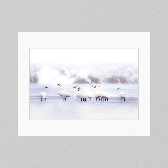 76 Tundra Swan Matte Print