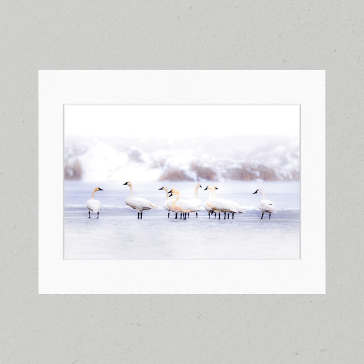 76 Tundra Swan Matte Print