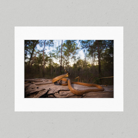 84 Green Tree Snake Matte Print