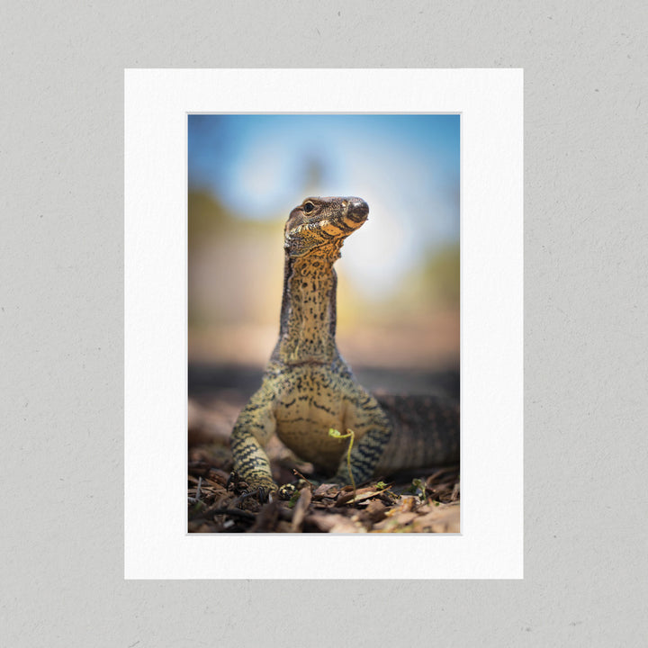 88 Lace Monitor Matte Print