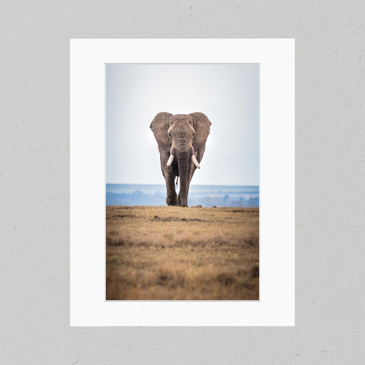 101 Elephant on the Savannah Matte Print