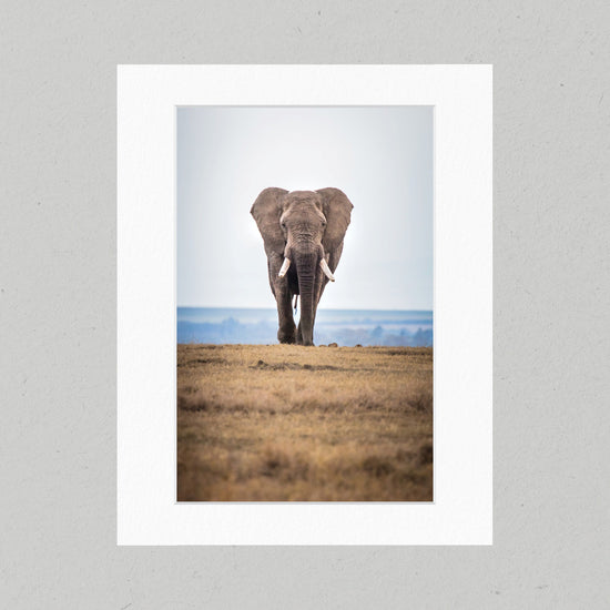 101 Elephant on the Savannah Matte Print