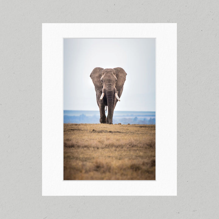 101 Elephant on the Savannah Matte Print