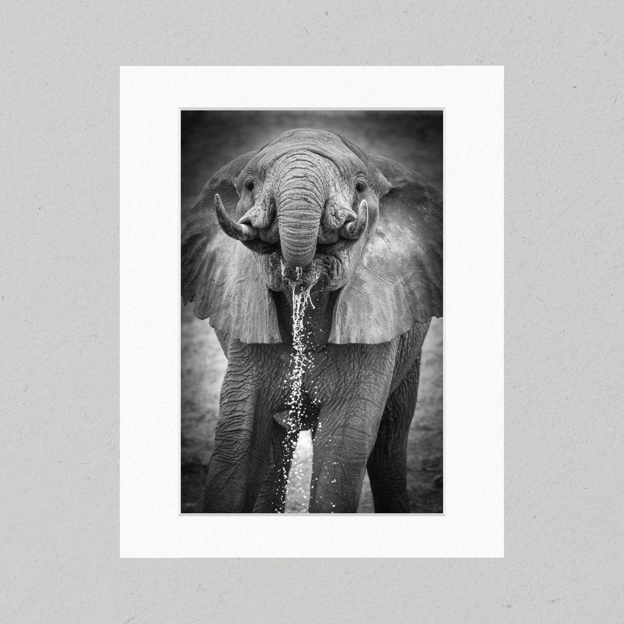 102 Elephant Drinking Matte Print