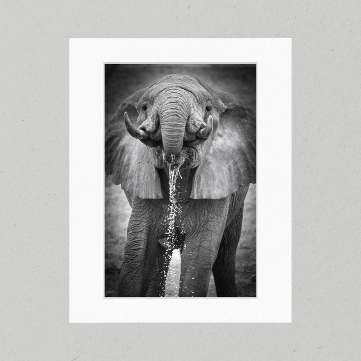 102 Elephant Drinking Matte Print