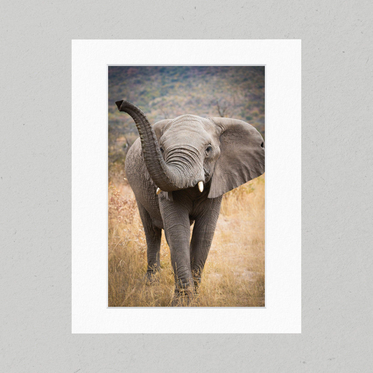 Curious Elephant 14GP Matte Print