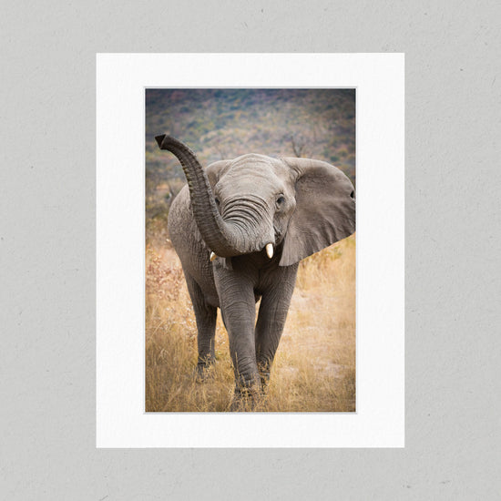 Curious Elephant 14GP Matte Print