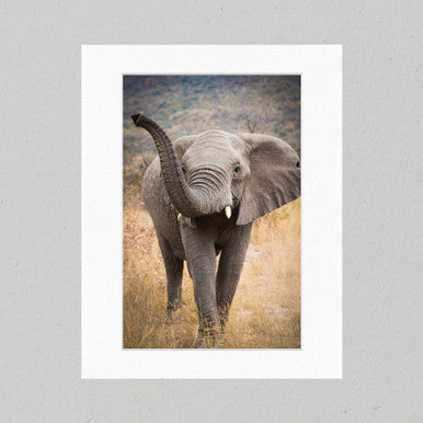 Curious Elephant 14GP Matte Print
