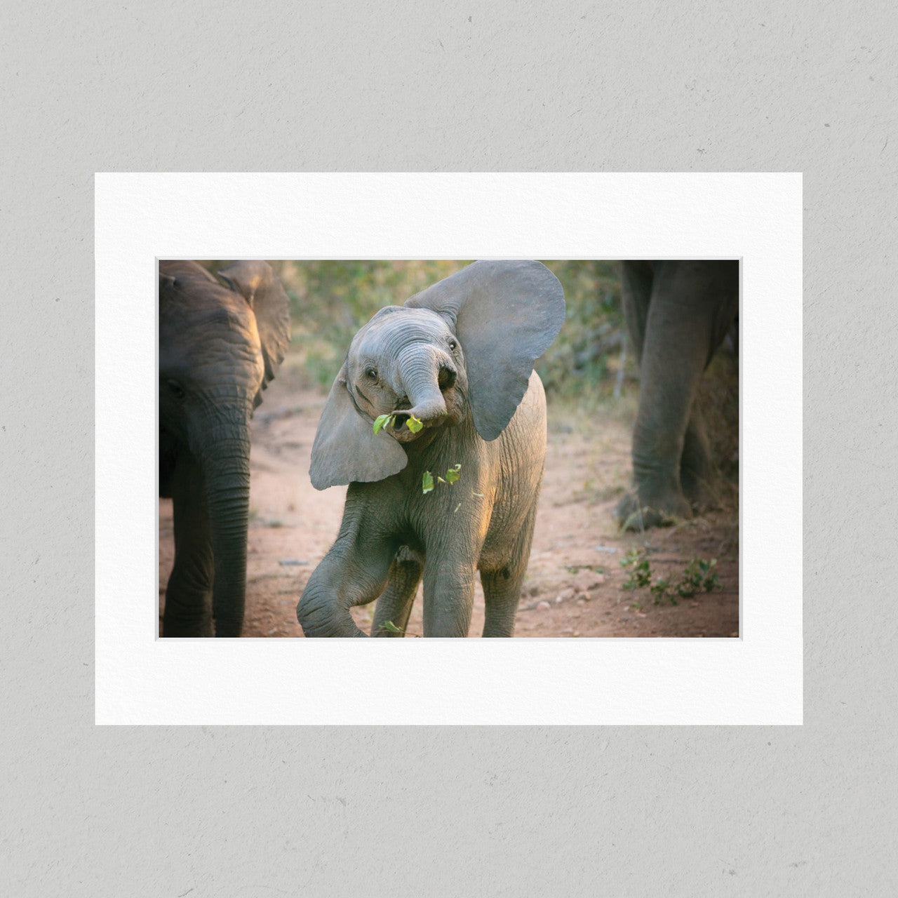 Baby Elephant Antics 39GL Matte Print