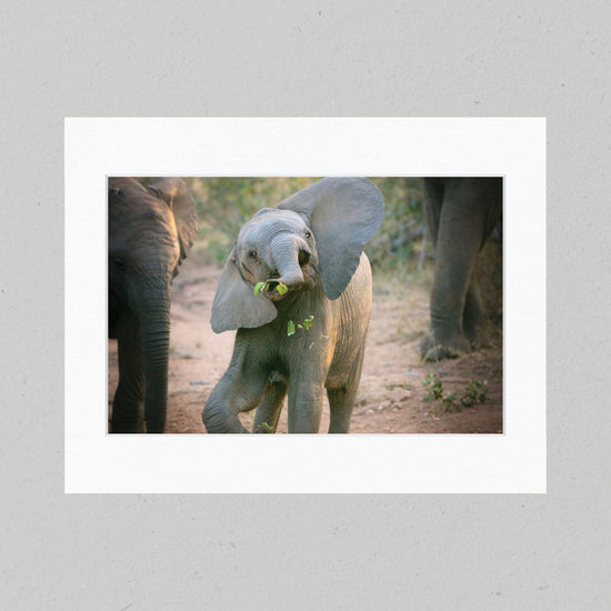 Baby Elephant Antics 39GL Matte Print