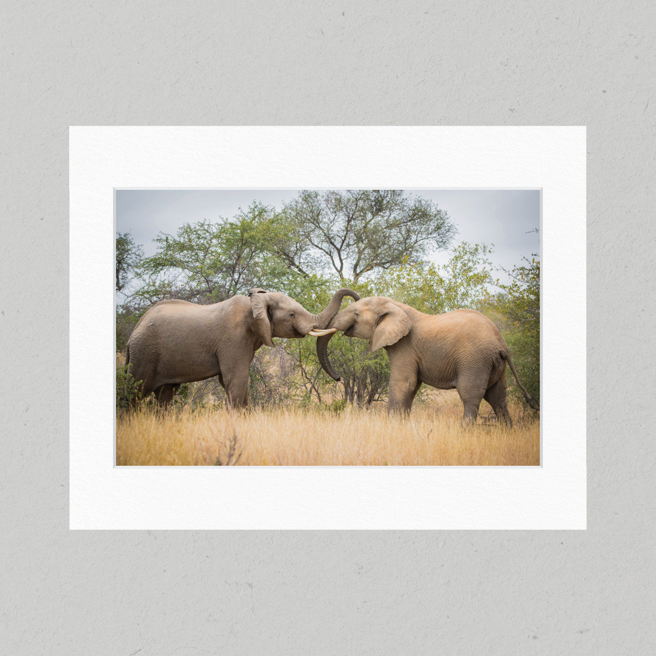 Matte Print 105 - Elephants at Play