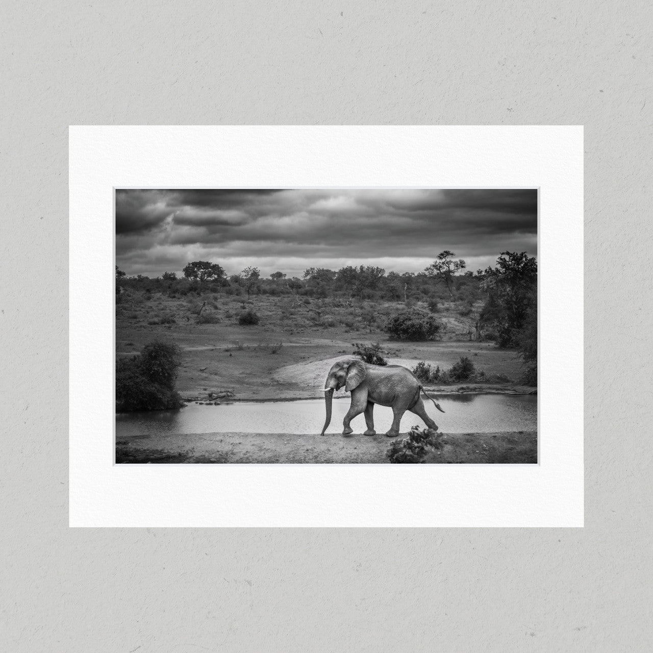 Elephant at the Waterhole 38GL Matte Print