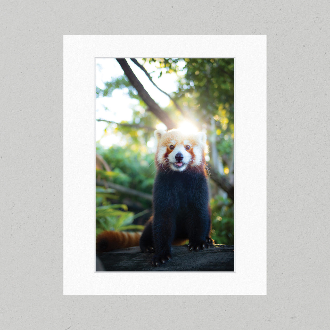 Red Panda 18GP Matte Print