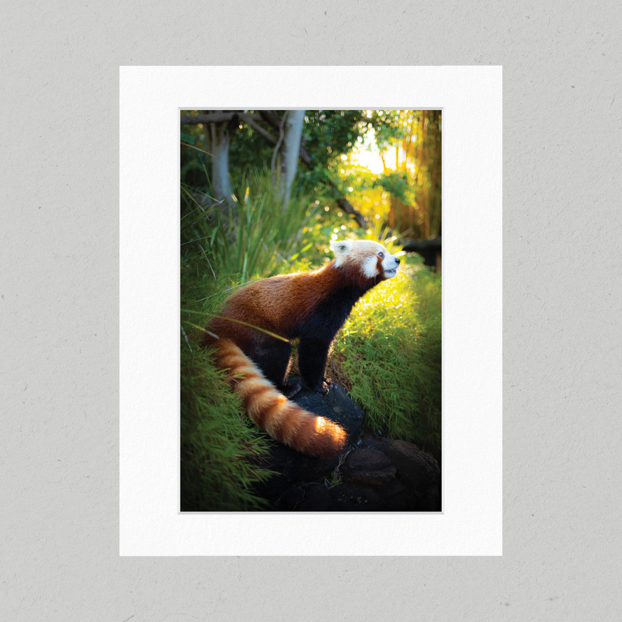 ELE003 Red Panda Matte Print