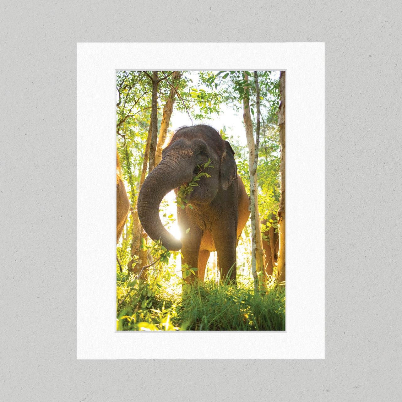 ELE004 Sumatran Elephant Eating Matte Print