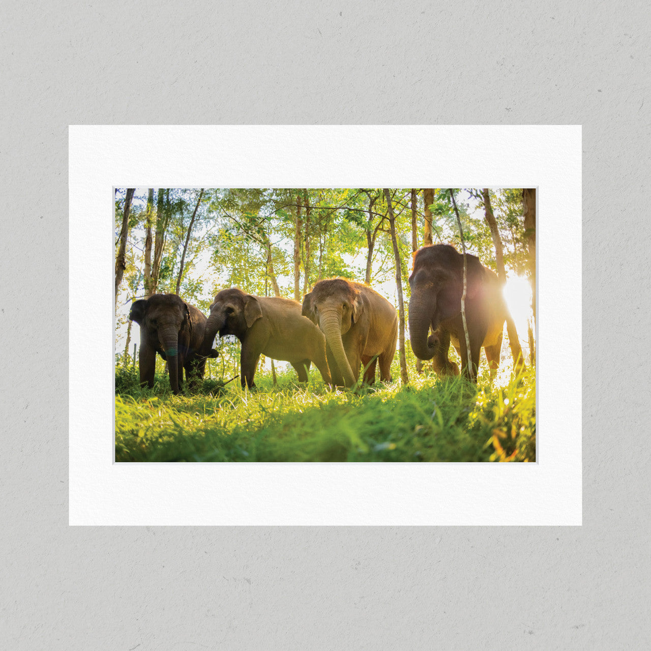 ELE005 Sumatran Elephants all four Matte Print