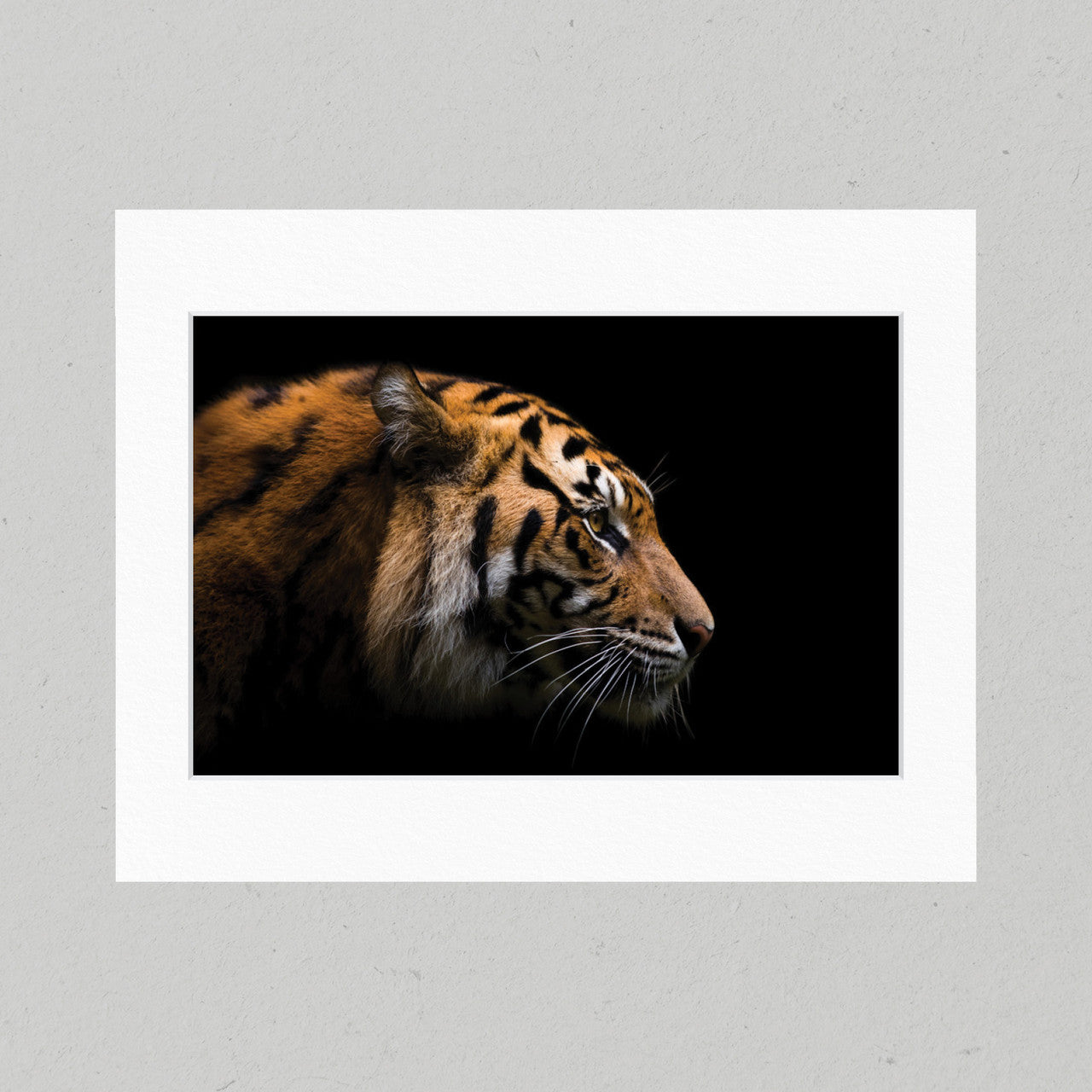 Sumatran Tiger 27GL Matte Print