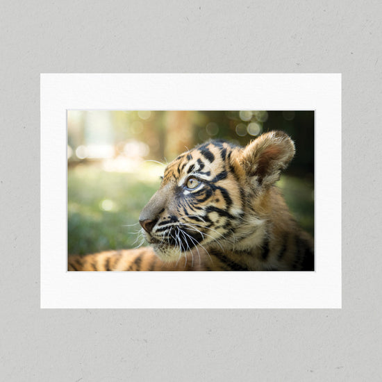 ELE008 Sumatran Tiger Cub Matte Print
