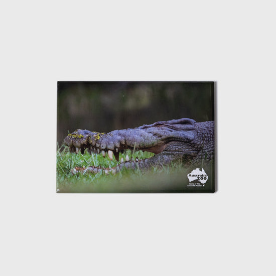 Crocodile Large Landscape Magnet